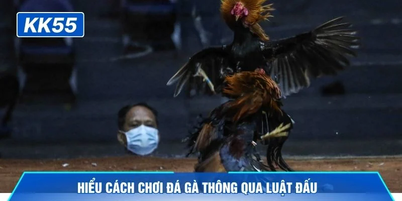 Hiểu cách chơi đá gà thông qua luật đấu